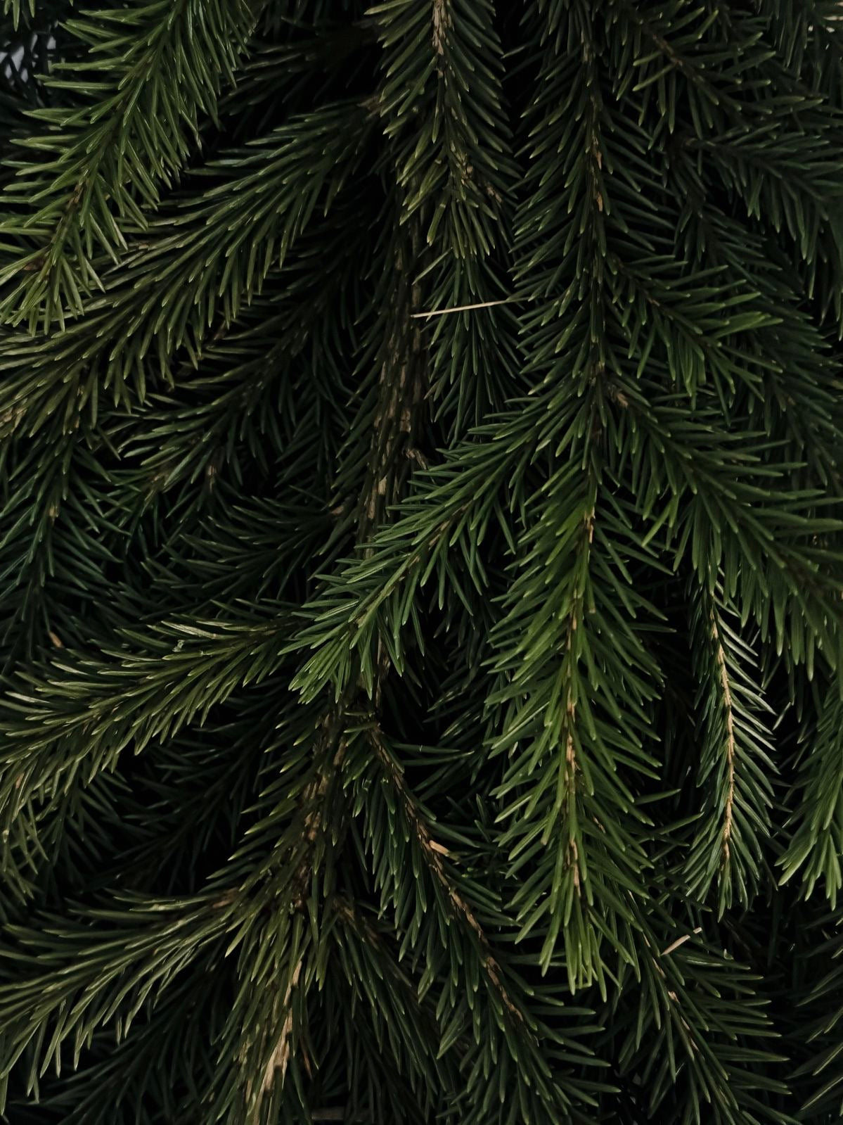 EVERGREEN Candle