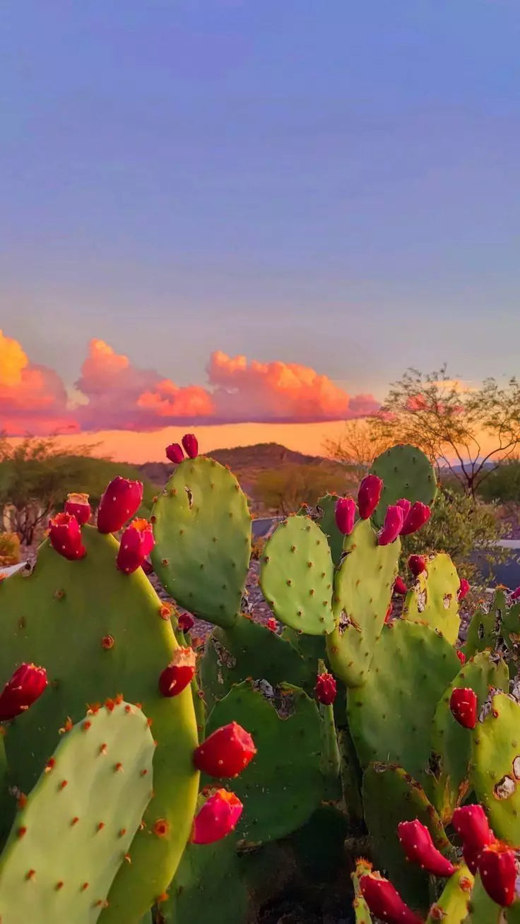PRICKLY Melts