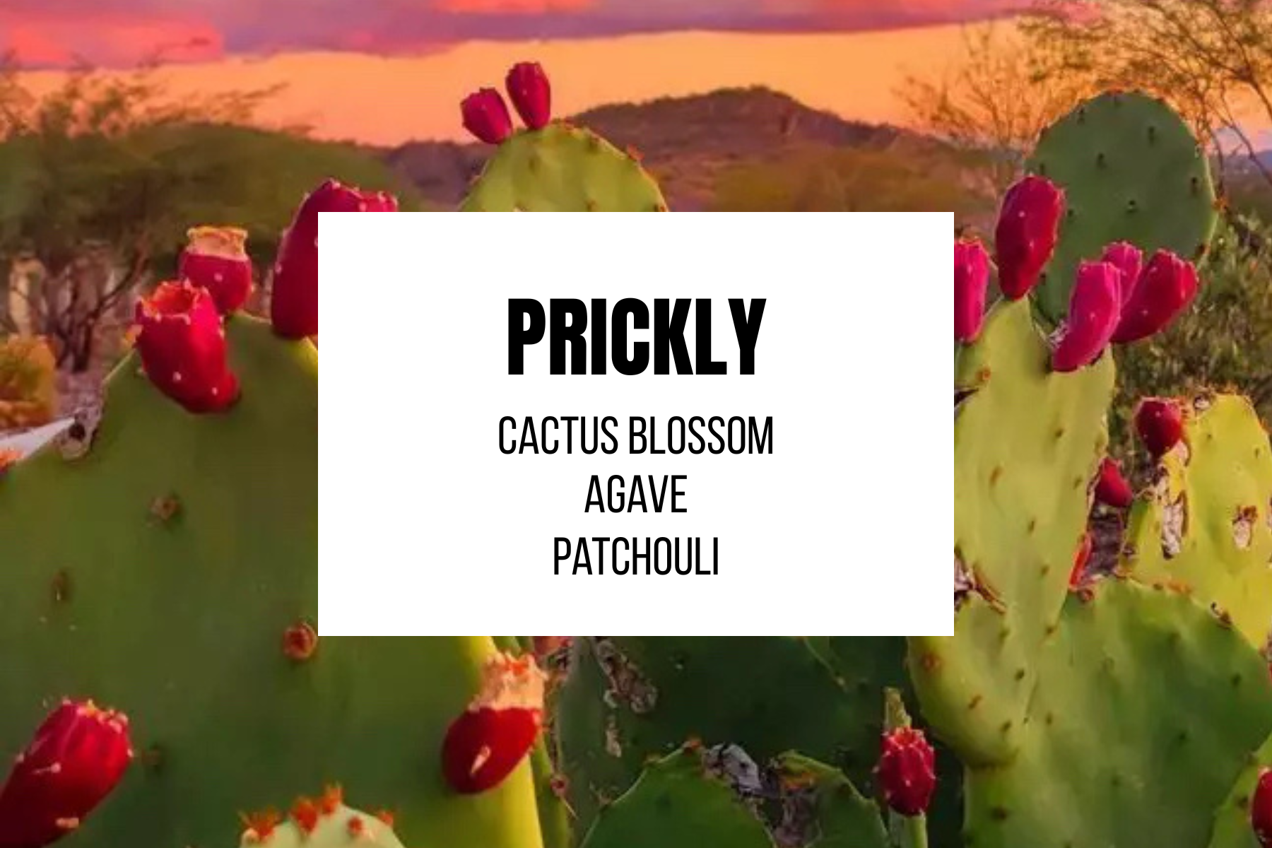 PRICKLY Glass Candle